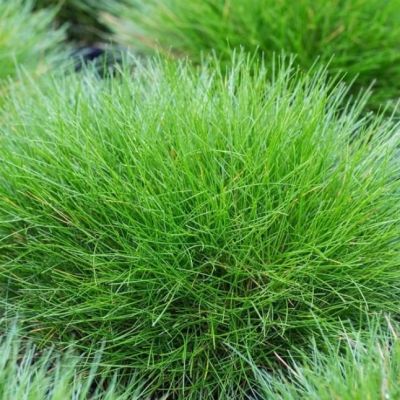 Овсяница метельчатая , P9 Овсяница метельчатая , P9 фото