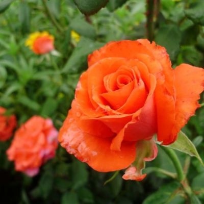 Роза Джелика - Dolina-Sad.Ru