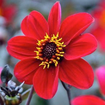 Георгина Ромео - Dolina-Sad.Ru