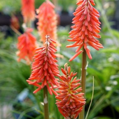 Книфофия Ред Рокет Книфофия Ред Рокет - Dolina-Sad.Ru