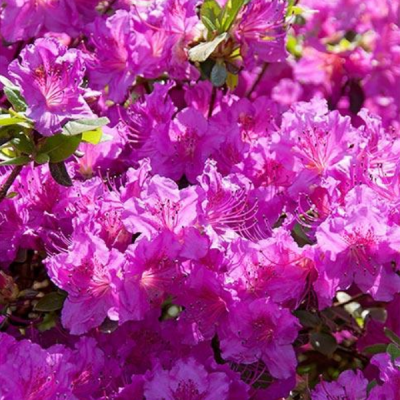 Рододендрон Такако Рододендрон Такако фото