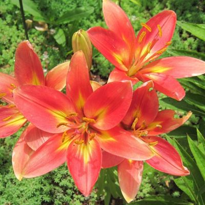 Лилия Форевер Саммер Лилия Форевер Саммер - Dolina-Sad.Ru