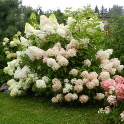 Гортензия метельчатая Фантом, С2 - Dolina-Sad.Ru