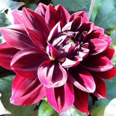 Георгина Афтер Даск Георгина Афтер Даск фото