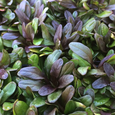 Живучка ползучая Чоколэт Чип Живучка ползучая Чоколэт Чип фото