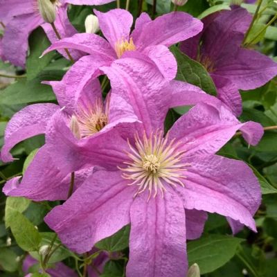 Клематис Данута Клематис Данута - Dolina-Sad.Ru