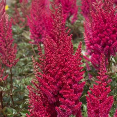 Астильба Ловландс Руби Ред - Dolina-Sad.Ru