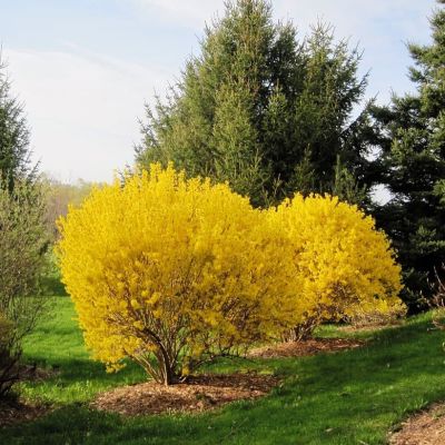 Форзиция Линвуд Форзиция Линвуд фото