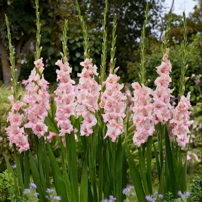 Гладиолус Адреналин - Dolina-Sad.Ru