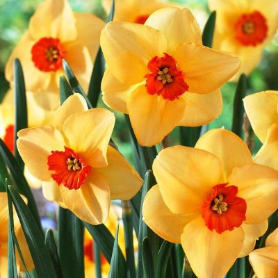 Нарцисс Альтруист Нарцисс Альтруист фото