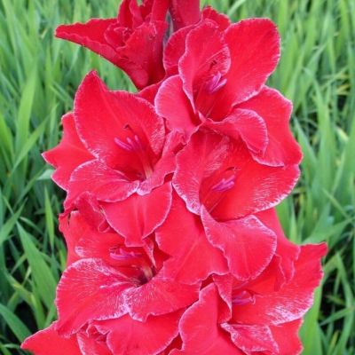 Гладиолус Афтер Шок Гладиолус Афтер Шок фото