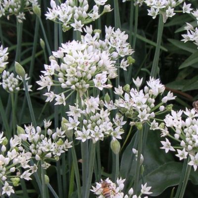 Аллиум Сативум Аллиум Сативум - Dolina-Sad.Ru