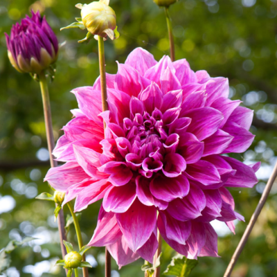 Георгина Эмори Паул Георгина Эмори Паул фото