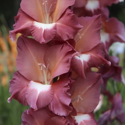 Гладиолус Босса Нова Гладиолус Босса Нова - Dolina-Sad.Ru