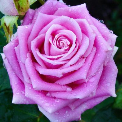 Роза Фосфор - Dolina-Sad.Ru