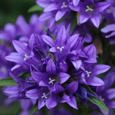 Колокольчик гломерата Генти Блю , С1,5 Колокольчик гломерата Генти Блю , С1,5 фото