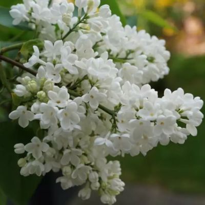 Сирень Мадам Флорен Степман, С3 - Dolina-Sad.Ru