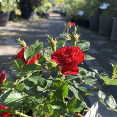 Роза Мини Красная - Dolina-Sad.Ru