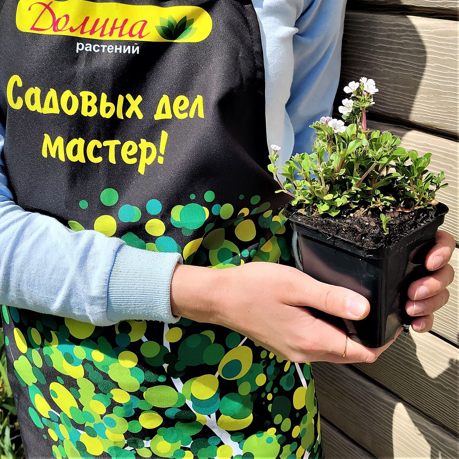 Гипсофила ясколковидная Пикси Сплаш Гипсофила ясколковидная Пикси Сплаш фото