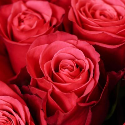 Роза Черри О Роза Черри О - Dolina-Sad.Ru