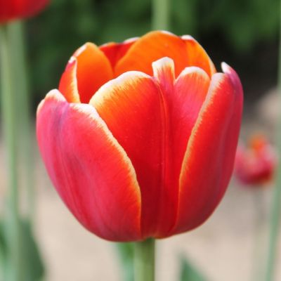 Тюльпан Лаура Фиджи Тюльпан Лаура Фиджи - Dolina-Sad.Ru