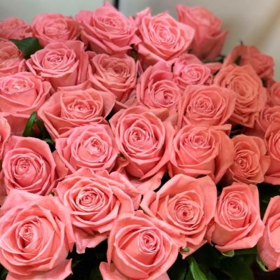 Роза Анна Каренина Роза Анна Каренина - Dolina-Sad.Ru