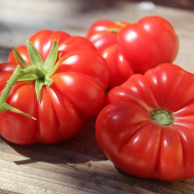 Томат Инжир Н14 Томат Инжир Н14 фото