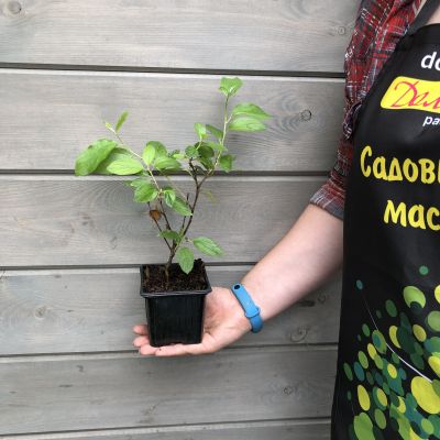 Цеанотус Глория Де Версаль Цеанотус Глория Де Версаль фото