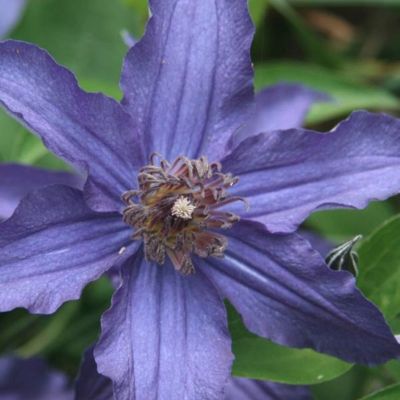 Клематис Сафира Индиго Клематис Сафира Индиго - Dolina-Sad.Ru