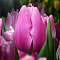 Тюльпан Аргос Тюльпан Аргос - Dolina-Sad.Ru