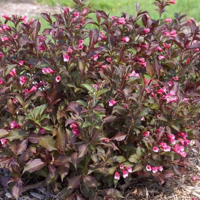 Вейгела цветущая Танго, С3 Вейгела цветущая Танго, С3 - Dolina-Sad.Ru