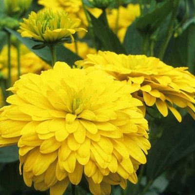 Рудбекия рассеченная Голдквелле Рудбекия рассеченная Голдквелле фото