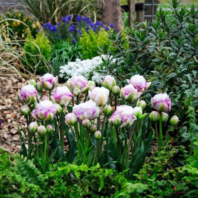 Тюльпан Дубль Сурприз Тюльпан Дубль Сурприз - Dolina-Sad.Ru