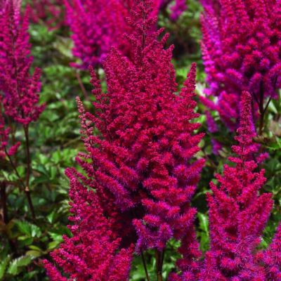 Астильба Ловландс Руби Ред - Dolina-Sad.Ru