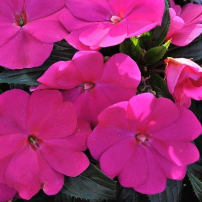 Бальзамин новогвинейский Магнум Блю - Dolina-Sad.Ru