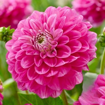 Георгина Мева Георгина Мева - Dolina-Sad.Ru