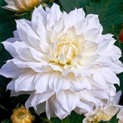 Георгина Сноу Кантри Георгина Сноу Кантри фото