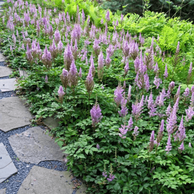 Астильба китайская Пумила Астильба китайская Пумила фото