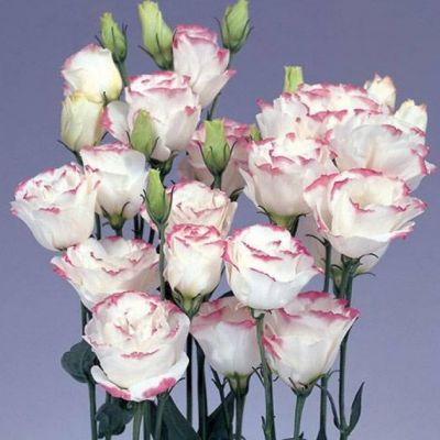 Эустома Эхо пикоти розовая F1 Эустома Эхо пикоти розовая F1 фото