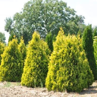 Туя западная Европа Голд Туя западная Европа Голд фото