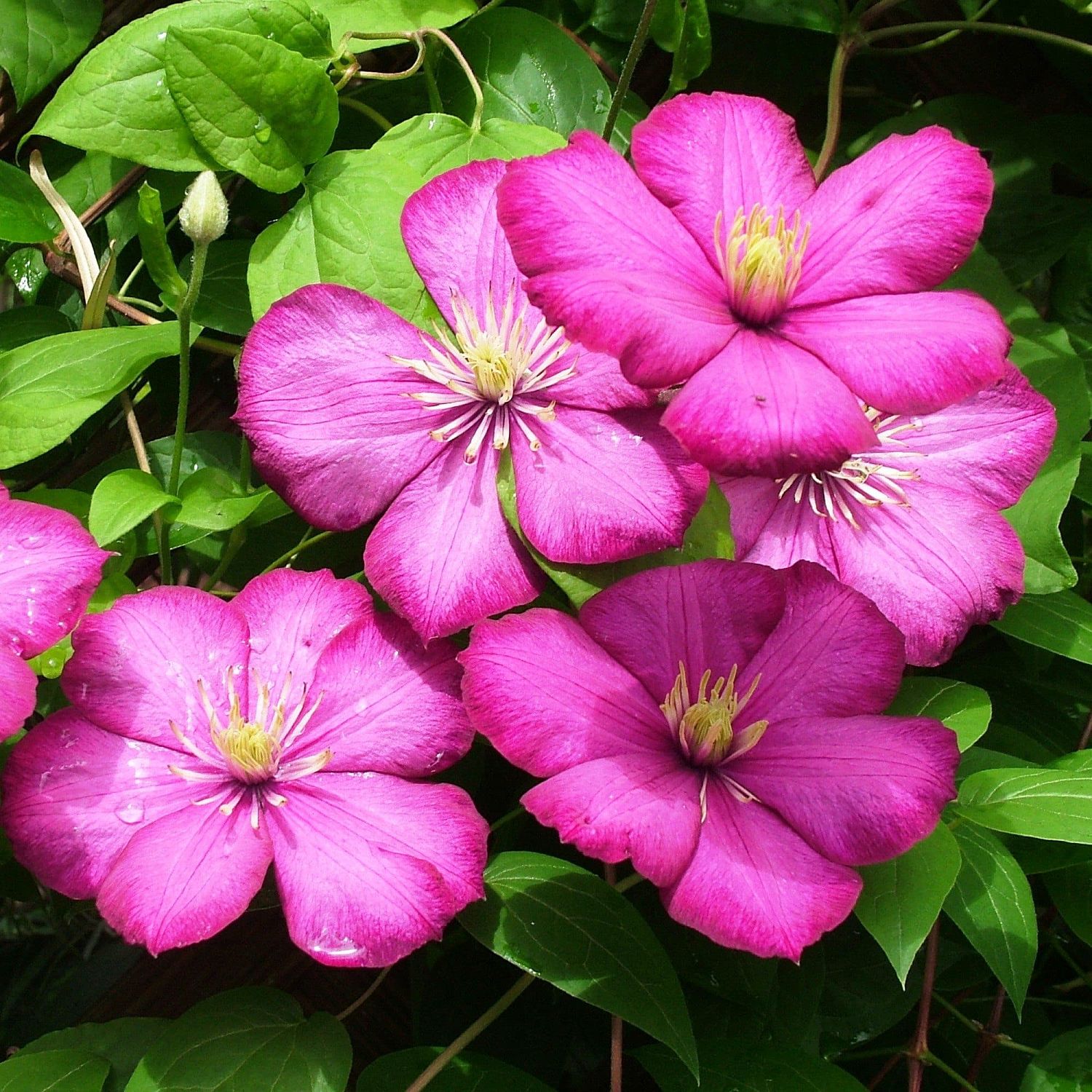 Клематис Вилл де Леон Клематис Вилл де Леон фото