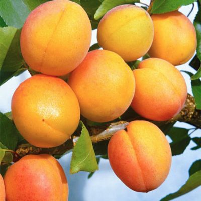 Абрикос Орловчанин Абрикос Орловчанин - Dolina-Sad.Ru