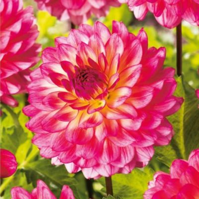 Георгина Арматерас Георгина Арматерас - Dolina-Sad.Ru