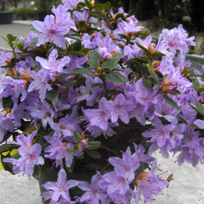 Рододендрон Мойерхайм Рододендрон Мойерхайм фото