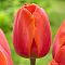 Тюльпан Шарада Тюльпан Шарада фото