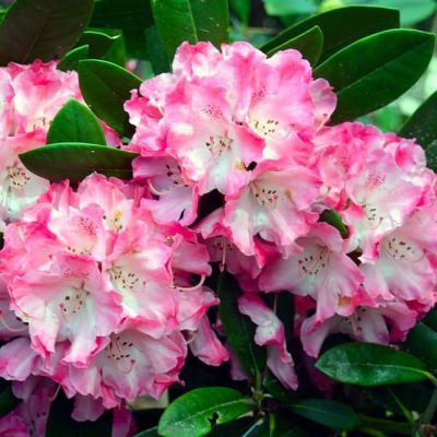 Рододендрон Дочь Похъелы Рододендрон Дочь Похъелы фото