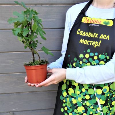 Инжир Литтл Мисс Фигги Инжир Литтл Мисс Фигги фото