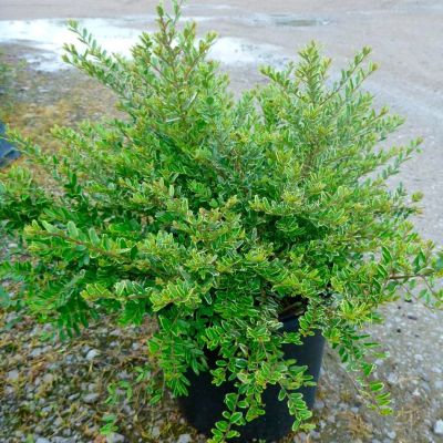 Жимолость блестящая Лемон Бьюти Жимолость блестящая Лемон Бьюти - Dolina-Sad.Ru