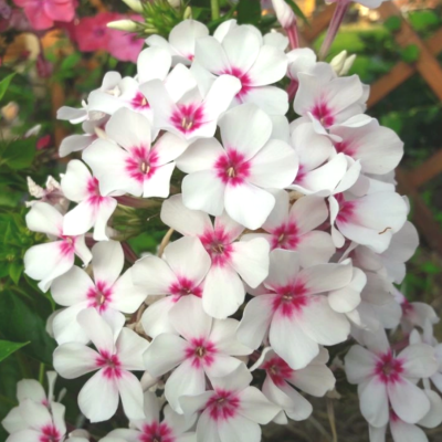 Флокс Ред Вайт Флокс Ред Вайт фото