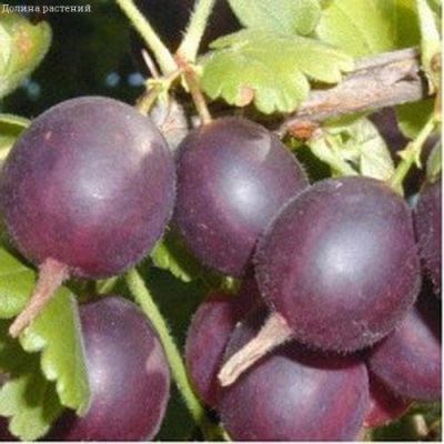 Крыжовник Северный Капитан, C3 (2 года) - Dolina-Sad.Ru